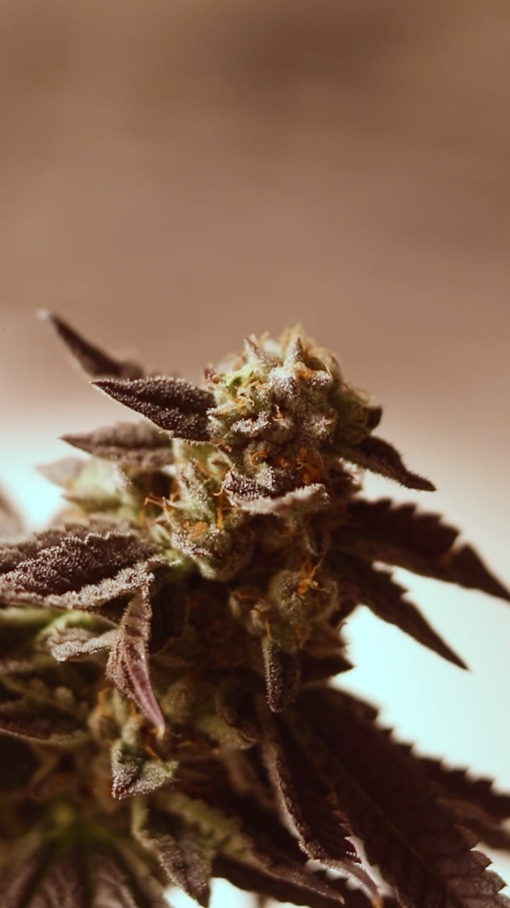 El acceso a la salud empieza con un cultivo cuidado 💚🌱